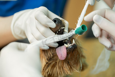 兽医手术，将麻醉呼吸回路设置到狗嘴里。