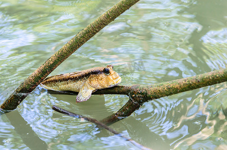 红树林中的麝香两栖鱼。泰国