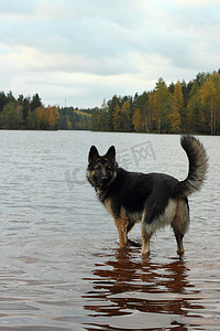 狗狗吃东西摄影照片_德国牧羊犬在湖中