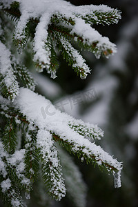 圣诞常青松树覆盖着新鲜的雪