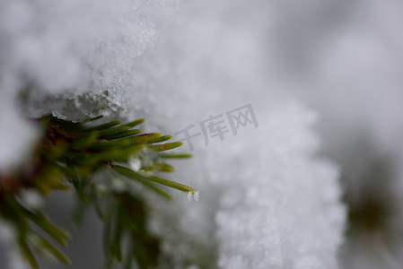 圣诞常青松树覆盖着新鲜的雪