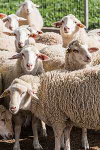 毛线团毛毛球摄影照片_一群白色的公羊