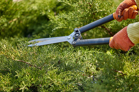 戴着橙色手套的园丁的手正在阳光明媚的后院用树篱剪修剪杂草丛生的绿色灌木。