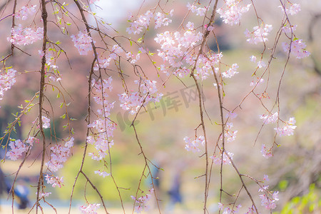 赏樱花摄影照片_六亚丁的图像