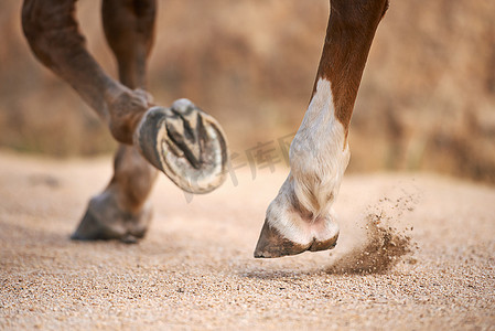 一路小跑......裁剪出马小跑时蹄子的图像。