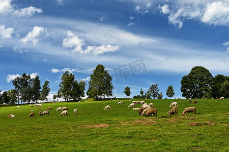 一群羊在蓝天和阳光的绿色田野上。