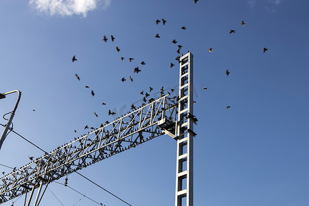 鸟儿飞翔摄影照片_一群八哥坐在火车站附近的电线和钢筋混凝土结构上