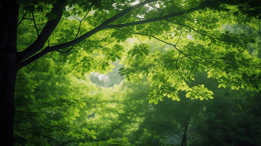 大树铭牌摄影照片_绿叶树木森林自然风景大树