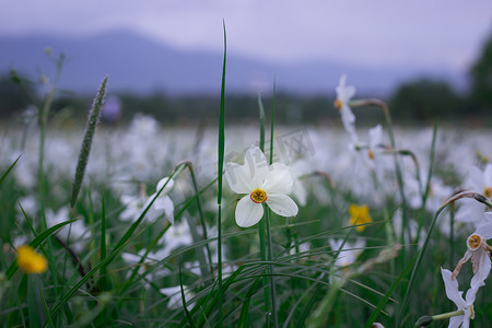 自然公园绿色春草甸上的白水仙花