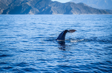 新西兰凯库拉湾的鲸鱼