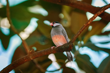 爪哇麻雀 (Lonchura Oryzivora)