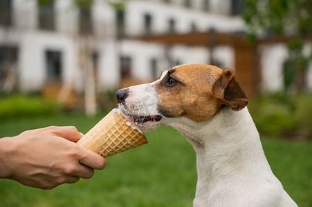狗狗吃东西摄影照片_在炎热的夏日，女人用蛋卷冰淇淋喂杰克罗素梗犬。