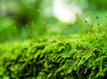 雨林中生长的水滴新鲜绿色苔藓的孢子体