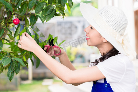 亚洲年轻女性修剪栽培水果的侧视肖像