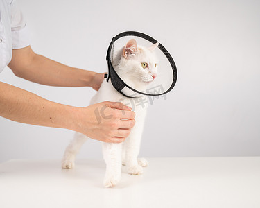 手术后，兽医给猫戴上了塑料锥形项圈。