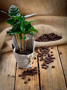 木质花盆摄影照片_麻布纸包装中的咖啡植物树，木质高建群