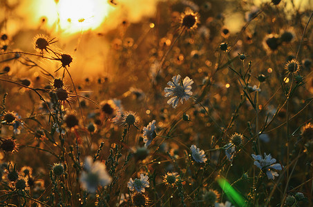 外面早晨阳光下的草原花朵