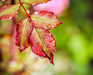 红色背景金色雨滴摄影照片_秋天的花园里有雨滴的红玫瑰叶。