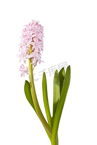 白色背景上有粉红色花朵、灯泡和根的风信子植物