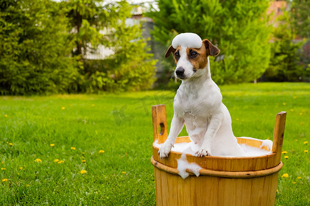 狗在户外的木桶里洗澡。