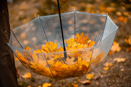 米黄色枫叶摄影照片_秋天公园里有落枫叶的透明伞。