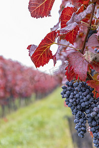 捷克共和国摩拉维亚南部秋季葡萄园的蓝色葡萄 Alibernet