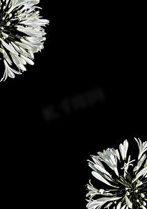 黑色背景与白色花卉边框