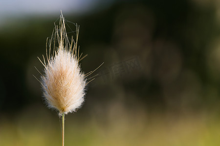 兔尾草花头 (Lagurus ovatus)