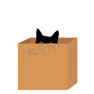 有趣简单摄影照片_盒子里的黑猫
