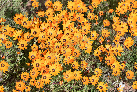 Soebatsfontein 附近的橙色雏菊
