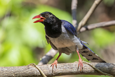 自然背景下树枝上的红嘴蓝鹊鸟的图像。