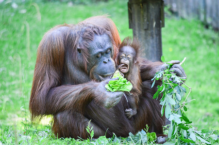 猩猩正在喂她的孩子