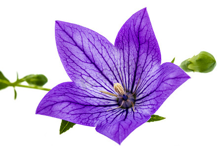 桔梗（Platycodon grandiflorus）或bellflo的紫色花