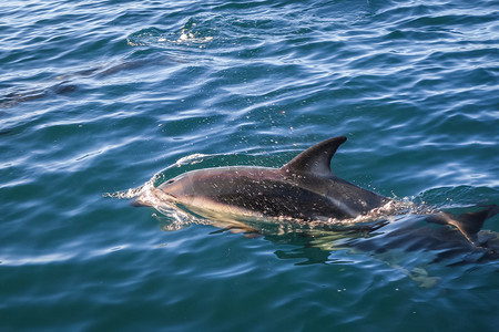 鲸鱼尾巴摄影照片_新西兰凯库拉湾的海豚