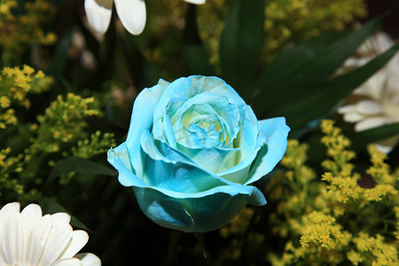 一朵美丽的蓝玫瑰的特写
