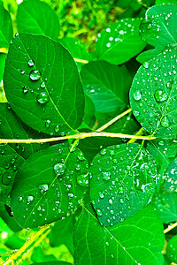 灌木绿枝上的雨滴，自然的背景。