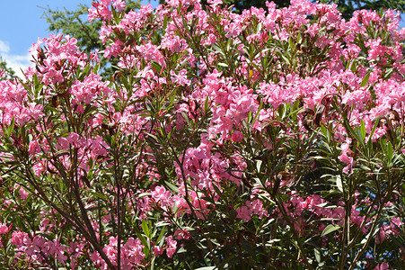 粉红夹竹桃灌木生长在热带花园中