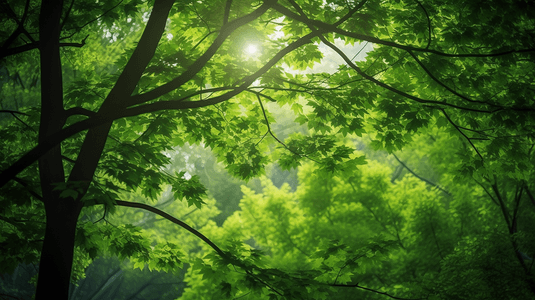 绿叶树木森林自然风景大树