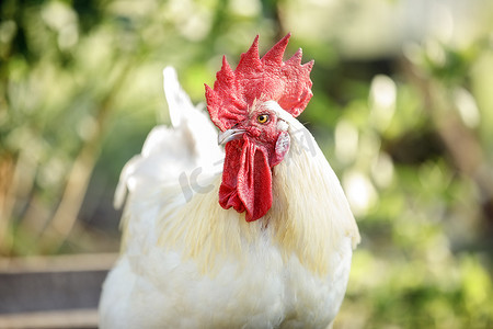 绿色自然背景中的布雷斯高卢品种白公鸡