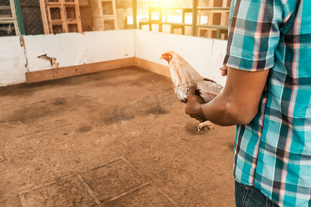在尼加拉瓜莱昂农村地区的一个竞技场上，从后面看到一位面目全非的斗鸡饲养员手里拿着一只动物。