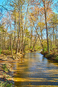 绿色土地树林摄影照片_树林里秋天时河流的垂直