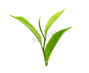 白色绿色树叶摄影照片_孤立在白色背景上的绿茶叶