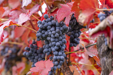 捷克语摄影照片_捷克共和国摩拉维亚南部秋季葡萄园的蓝色葡萄 Alibernet