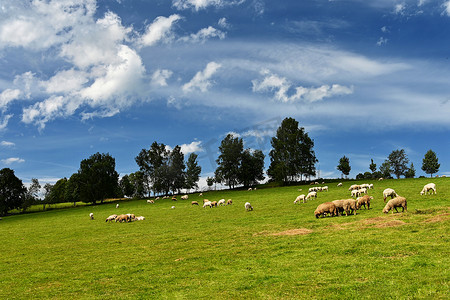 一群羊在蓝天和阳光的绿色田野上。