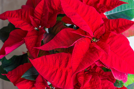一品红更被称为红色圣诞星花，是圣诞节庆祝活动的传统装饰植物