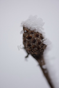 圣诞常青松树覆盖着新鲜的雪