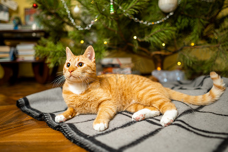 坐着老虎摄影照片_除夕夜，快乐的姜猫坐在圣诞树下的格子上，上面装饰着节日装饰。
