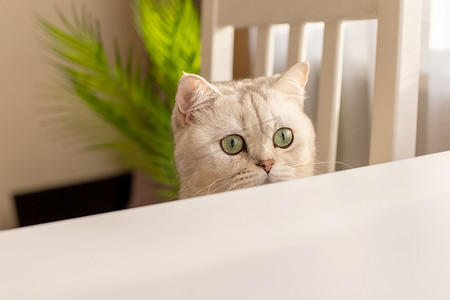 猫白背景摄影照片_好奇的头白英国猫从白桌下探出头来