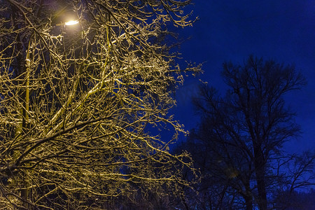 冬夜灯柱路灯黄光下的夜冬树
