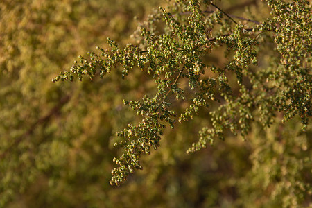 山上的野生青蒿植物